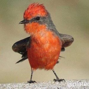 Meet your Posher, Wes